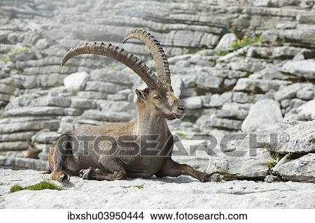 Picture - "Alpine Ibex (Capra ibex), Canton of St. Gallen, Switzerland, Europe". Fotosearch