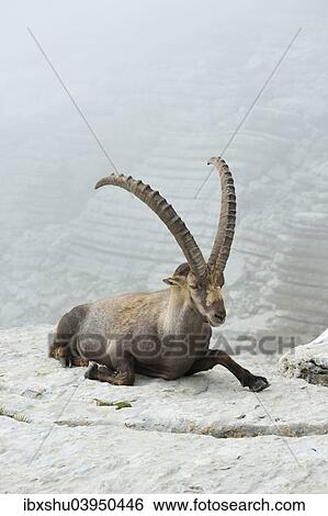 Stock Photograph - "Alpine Ibex (Capra ibex), Canton of St. Gallen, Switzerland, Europe". Fotosearch
