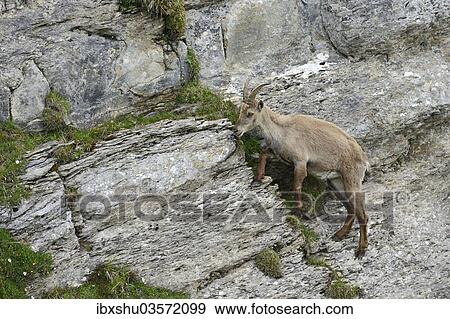 Stock Photo - "Alpine Ibex (Capra ibex) climbing a steep rock face, Bernese Oberland, Canton of Bern, Switzerland, Europe". Fotosearch