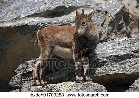 "Alpine ibex (Capra ibex), fawn, Austria, Europe" View Large Photo Image Stock Photo - "Alpine ibex (Capra ibex), fawn, Austria, Europe". Fotosearch