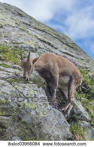 "Alpine Ibex (Capra ibex) feeding on flowers on a rock, Mont Blanc, France, Europe" View Large Photo Image Picture - "Alpine Ibex (Capra ibex) feeding on flowers on a rock, Mont Blanc, France, Europe". Fotosearch