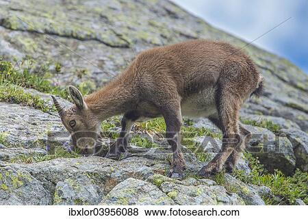 "Alpine Ibex (Capra ibex) feeding on flowers on a rock, Mont Blanc, France, Europe" View Large Photo Image Stock Photo - "Alpine Ibex (Capra ibex) feeding on flowers on a rock, Mont Blanc, France, Europe". Fotosearch