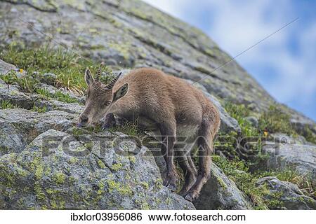 "Alpine Ibex (Capra ibex) feeding on flowers on a rock, Mont Blanc, France, Europe" View Large Photo Image Stock Photograph - "Alpine Ibex (Capra ibex) feeding on flowers on a rock, Mont Blanc, France, Europe". Fotosearch