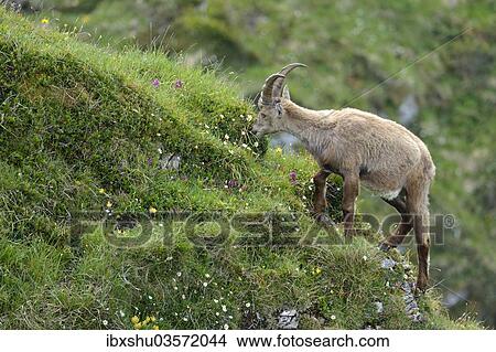 Picture - "Alpine Ibex (Capra ibex) feeding, Bernese Oberland, Canton of Bern, Switzerland, Europe". Fotosearch