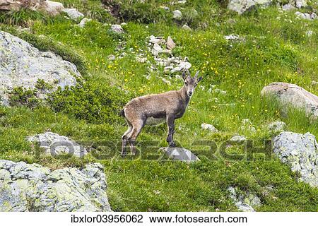 Stock Image - "Alpine Ibex (Capra ibex), female on a meadow, Mont Blanc, France, Europe". Fotosearch