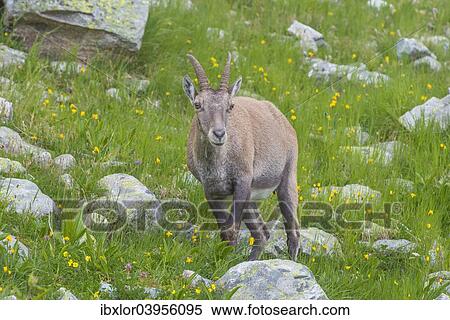 "Alpine Ibex (Capra ibex), female on a meadow, Mont Blanc, France, Europe" View Large Photo Image Stock Photography - "Alpine Ibex (Capra ibex), female on a meadow, Mont Blanc, France, Europe". Fotosearch