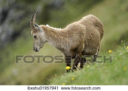 "Alpine Ibex (Capra ibex), female, standing in meadow, Niederhorn, Bernese Oberland, Switzerland, Europe" View Large Photo Image Stock Image - "Alpine Ibex (Capra ibex), female, standing in meadow, Niederhorn, Bernese Oberland, Switzerland, Europe". Fotosearch