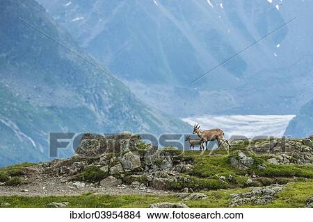 "Alpine Ibex (Capra Ibex), female with young on the rocks in front of the Mer De Glace glacier, Mont Blanc, France, Europe" View Large Photo Image Picture - "Alpine Ibex (Capra Ibex), female with young on the rocks in front of the Mer De Glace glacier, Mont Blanc, France, Europe". Fotosearch