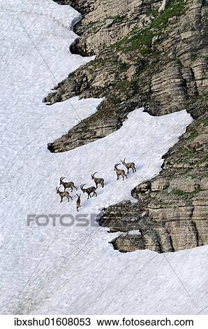 "Alpine ibex (Capra ibex), group standing in a snow field, Toggenburg, Canton St. Gallen, Switzerland, Europe" View Large Photo Image Stock Image - "Alpine ibex (Capra ibex), group standing in a snow field, Toggenburg, Canton St. Gallen, Switzerland, Europe". Fotosearch