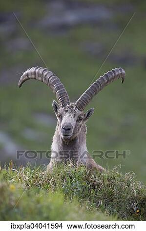 "Alpine ibex (Capra ibex), High Tauern National Park, Austria, Europe" View Large Photo Image Picture - "Alpine ibex (Capra ibex), High Tauern National Park, Austria, Europe". Fotosearch