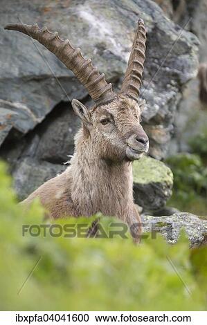 "Alpine ibex (Capra ibex), High Tauern National Park, Austria, Europe" View Large Photo Image Stock Image - "Alpine ibex (Capra ibex), High Tauern National Park, Austria, Europe". Fotosearch