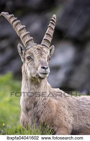 "Alpine ibex (Capra ibex), High Tauern National Park, Austria, Europe" View Large Photo Image Stock Image - "Alpine ibex (Capra ibex), High Tauern National Park, Austria, Europe". Fotosearch
