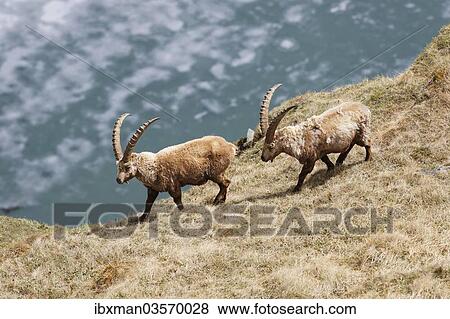 Stock Photo - "Alpine Ibex (Capra ibex), High Tauern National Park, Heiligenblut, Carinthia, Austria, Europe". Fotosearch
