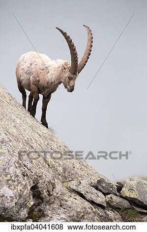 Stock Photo - "Alpine ibex (Capra ibex), High Tauern National Park, Austria, Europe". Fotosearch