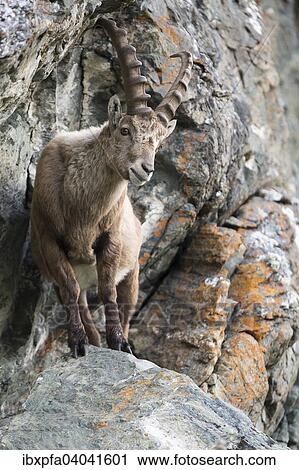 "Alpine ibex (Capra ibex) in cliff, High Tauern National Park, Austria, Europe" View Large Photo Image Stock Image - "Alpine ibex (Capra ibex) in cliff, High Tauern National Park, Austria, Europe". Fotosearch