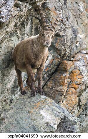 "Alpine ibex (Capra ibex) in cliff, High Tauern National Park, Austria, Europe" View Large Photo Image Stock Photo - "Alpine ibex (Capra ibex) in cliff, High Tauern National Park, Austria, Europe". Fotosearch