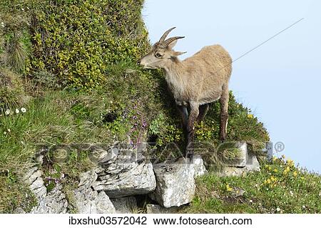 Stock Image - "Alpine Ibex (Capra ibex) in steep terrain, Bernese Oberland, Canton of Bern, Switzerland, Europe". Fotosearch