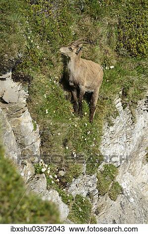 Stock Image - "Alpine Ibex (Capra ibex) in steep terrain, Bernese Oberland, Canton of Bern, Switzerland, Europe". Fotosearch