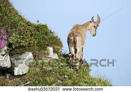 "Alpine Ibex (Capra ibex) looking down slope, Bernese Oberland, Canton of Bern, Switzerland, Europe" View Large Photo Image Stock Photo - "Alpine Ibex (Capra ibex) looking down slope, Bernese Oberland, Canton of Bern, Switzerland, Europe". Fotosearch