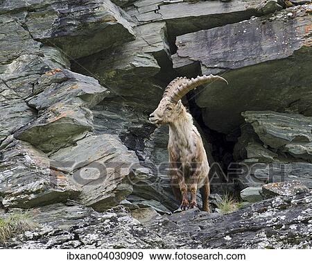 Stock Photo - "Alpine Ibex (Capra ibex), male, High Tauern National Park, Carinthia, Austria, Europe". Fotosearch