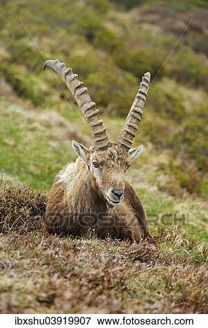 Stock Photo - "Alpine Ibex (Capra ibex), male, Bernese Oberland, Switzerland, Europe". Fotosearch