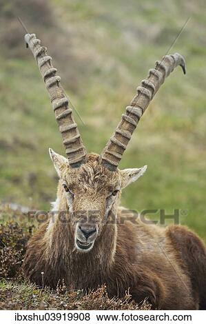 "Alpine Ibex (Capra ibex), male, Bernese Oberland, Switzerland, Europe" View Large Photo Image Stock Photo - "Alpine Ibex (Capra ibex), male, Bernese Oberland, Switzerland, Europe". Fotosearch