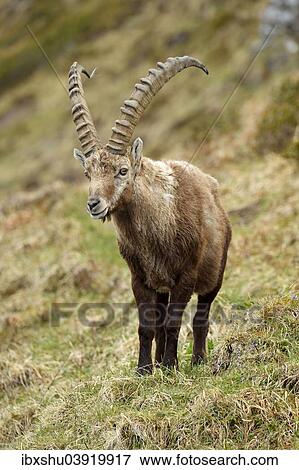 "Alpine Ibex (Capra ibex), male, Bernese Oberland, Switzerland, Europe" View Large Photo Image Stock Photo - "Alpine Ibex (Capra ibex), male, Bernese Oberland, Switzerland, Europe". Fotosearch