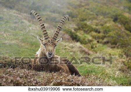 Stock Photograph - "Alpine Ibex (Capra ibex), male, Bernese Oberland, Switzerland, Europe". Fotosearch