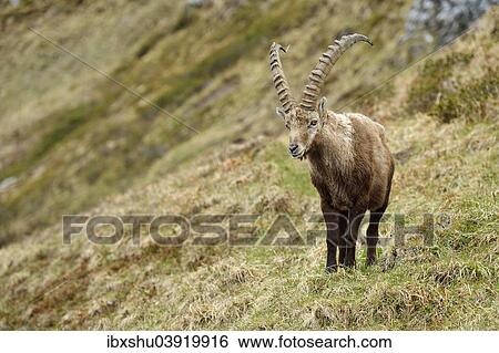 "Alpine Ibex (Capra ibex), male, Bernese Oberland, Switzerland, Europe" View Large Photo Image Stock Photograph - "Alpine Ibex (Capra ibex), male, Bernese Oberland, Switzerland, Europe". Fotosearch