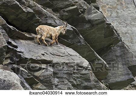 "Alpine Ibex (Capra ibex), male, young, High Tauern National Park, Carinthia, Austria, Europe" View Large Photo Image Picture - "Alpine Ibex (Capra ibex), male, young, High Tauern National Park, Carinthia, Austria, Europe". Fotosearch