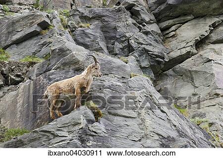 Stock Image - "Alpine Ibex (Capra ibex), male, young, High Tauern National Park, Carinthia, Austria, Europe". Fotosearch