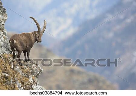 "Alpine Ibex (Capra ibex), Oberbergtal Valley, Stubai Valley, Tyrol, Austria, Europe" View Large Photo Image Picture - "Alpine Ibex (Capra ibex), Oberbergtal Valley, Stubai Valley, Tyrol, Austria, Europe". Fotosearch