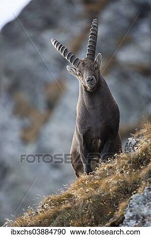 "Alpine Ibex (Capra ibex), Oberbergtal Valley, Stubai Valley, Tyrol, Austria, Europe" View Large Photo Image Stock Image - "Alpine Ibex (Capra ibex), Oberbergtal Valley, Stubai Valley, Tyrol, Austria, Europe". Fotosearch