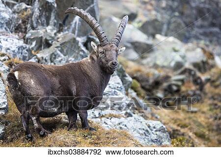"Alpine Ibex (Capra ibex), Oberbergtal Valley, Stubai Valley, Tyrol, Austria, Europe" View Large Photo Image Stock Image - "Alpine Ibex (Capra ibex), Oberbergtal Valley, Stubai Valley, Tyrol, Austria, Europe". Fotosearch