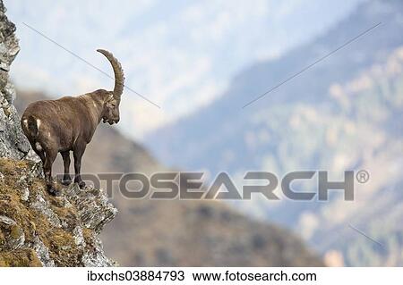 Stock Image - "Alpine Ibex (Capra ibex), Oberbergtal Valley, Stubai Valley, Tyrol, Austria, Europe". Fotosearch