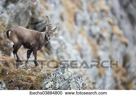 "Alpine Ibex (Capra ibex), Oberbergtal Valley, Stubai Valley, Tyrol, Austria, Europe" View Large Photo Image Stock Image - "Alpine Ibex (Capra ibex), Oberbergtal Valley, Stubai Valley, Tyrol, Austria, Europe". Fotosearch