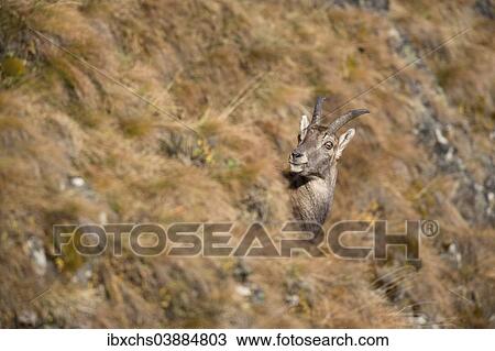 "Alpine Ibex (Capra ibex), Oberbergtal Valley, Stubai Valley, Tyrol, Austria, Europe" View Large Photo Image Stock Image - "Alpine Ibex (Capra ibex), Oberbergtal Valley, Stubai Valley, Tyrol, Austria, Europe". Fotosearch