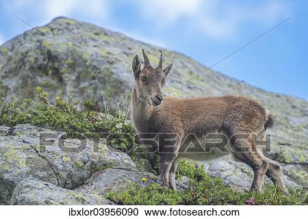 "Alpine Ibex (Capra ibex) on a rock, Mont Blanc, France, Europe" View Large Photo Image Stock Image - "Alpine Ibex (Capra ibex) on a rock, Mont Blanc, France, Europe". Fotosearch