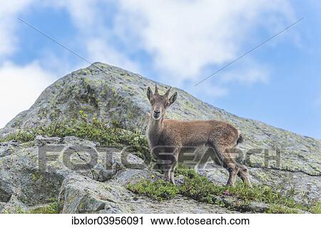 "Alpine Ibex (Capra ibex) on a rock, Mont Blanc, France, Europe" View Large Photo Image Stock Image - "Alpine Ibex (Capra ibex) on a rock, Mont Blanc, France, Europe". Fotosearch