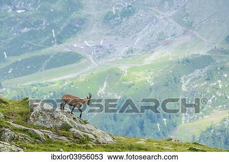 "Alpine Ibex (Capra ibex) on the edge of a cliff, Lac Blanc, Mont Blanc, France, Europe" View Large Photo Image Stock Image - "Alpine Ibex (Capra ibex) on the edge of a cliff, Lac Blanc, Mont Blanc, France, Europe". Fotosearch