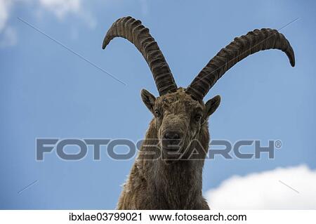 "Alpine Ibex (Capra ibex), portrait, Graubunden, Switzerland, Europe" View Large Photo Image Stock Image - "Alpine Ibex (Capra ibex), portrait, Graubunden, Switzerland, Europe". Fotosearch