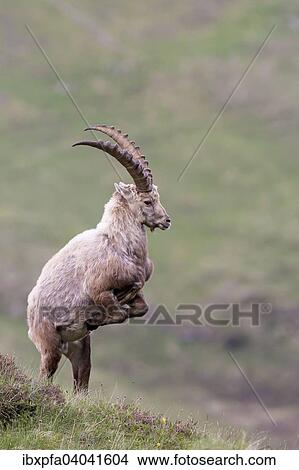 "Alpine ibex (Capra ibex) posturing, High Tauern National Park, Austria, Europe" View Large Photo Image Picture - "Alpine ibex (Capra ibex) posturing, High Tauern National Park, Austria, Europe". Fotosearch