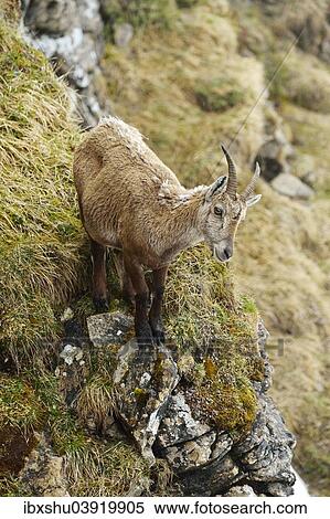 Stock Photography - "Alpine Ibex (Capra ibex), pregnant female, Bernese Oberland, Switzerland, Europe". Fotosearch