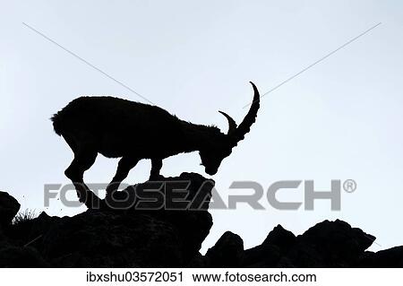 "Alpine Ibex (Capra ibex), silhouette, Bernese Oberland, Canton of Bern, Switzerland, Europe" View Large Photo Image Stock Image - "Alpine Ibex (Capra ibex), silhouette, Bernese Oberland, Canton of Bern, Switzerland, Europe". Fotosearch