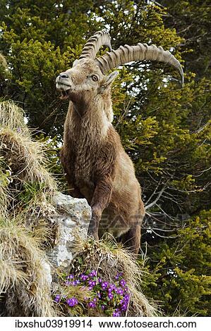 "Alpine Ibex (Capra ibex), standing in steep terrain, Bernese Oberland, Switzerland, Europe" View Large Photo Image Picture - "Alpine Ibex (Capra ibex), standing in steep terrain, Bernese Oberland, Switzerland, Europe". Fotosearch