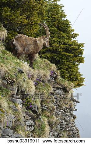 "Alpine Ibex (Capra ibex), standing in steep terrain, Bernese Oberland, Switzerland, Europe" View Large Photo Image Stock Image - "Alpine Ibex (Capra ibex), standing in steep terrain, Bernese Oberland, Switzerland, Europe". Fotosearch