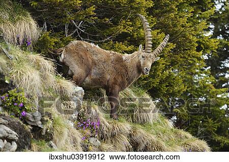 "Alpine Ibex (Capra ibex), standing in steep terrain, Bernese Oberland, Switzerland, Europe" View Large Photo Image Stock Image - "Alpine Ibex (Capra ibex), standing in steep terrain, Bernese Oberland, Switzerland, Europe". Fotosearch