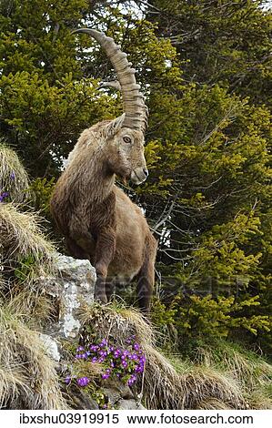 "Alpine Ibex (Capra ibex), standing in steep terrain, Bernese Oberland, Switzerland, Europe" View Large Photo Image Stock Photography - "Alpine Ibex (Capra ibex), standing in steep terrain, Bernese Oberland, Switzerland, Europe". Fotosearch