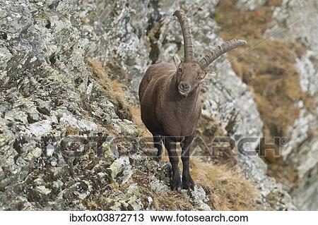 "Alpine Ibex (Capra ibex) standing on a mountain slope, Tyrol, Austria, Europe" View Large Photo Image Stock Image - "Alpine Ibex (Capra ibex) standing on a mountain slope, Tyrol, Austria, Europe". Fotosearch