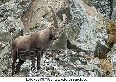 "Alpine Ibex (Capra ibex) standing on a cliff face, Tyrol, Austria, Europe" View Large Photo Image Stock Photo - "Alpine Ibex (Capra ibex) standing on a cliff face, Tyrol, Austria, Europe". Fotosearch